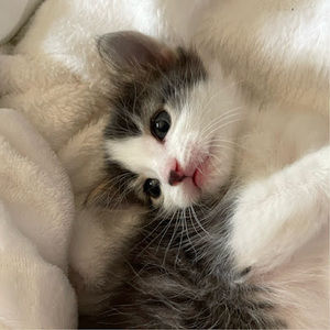 Meet your Posher, Volaalta